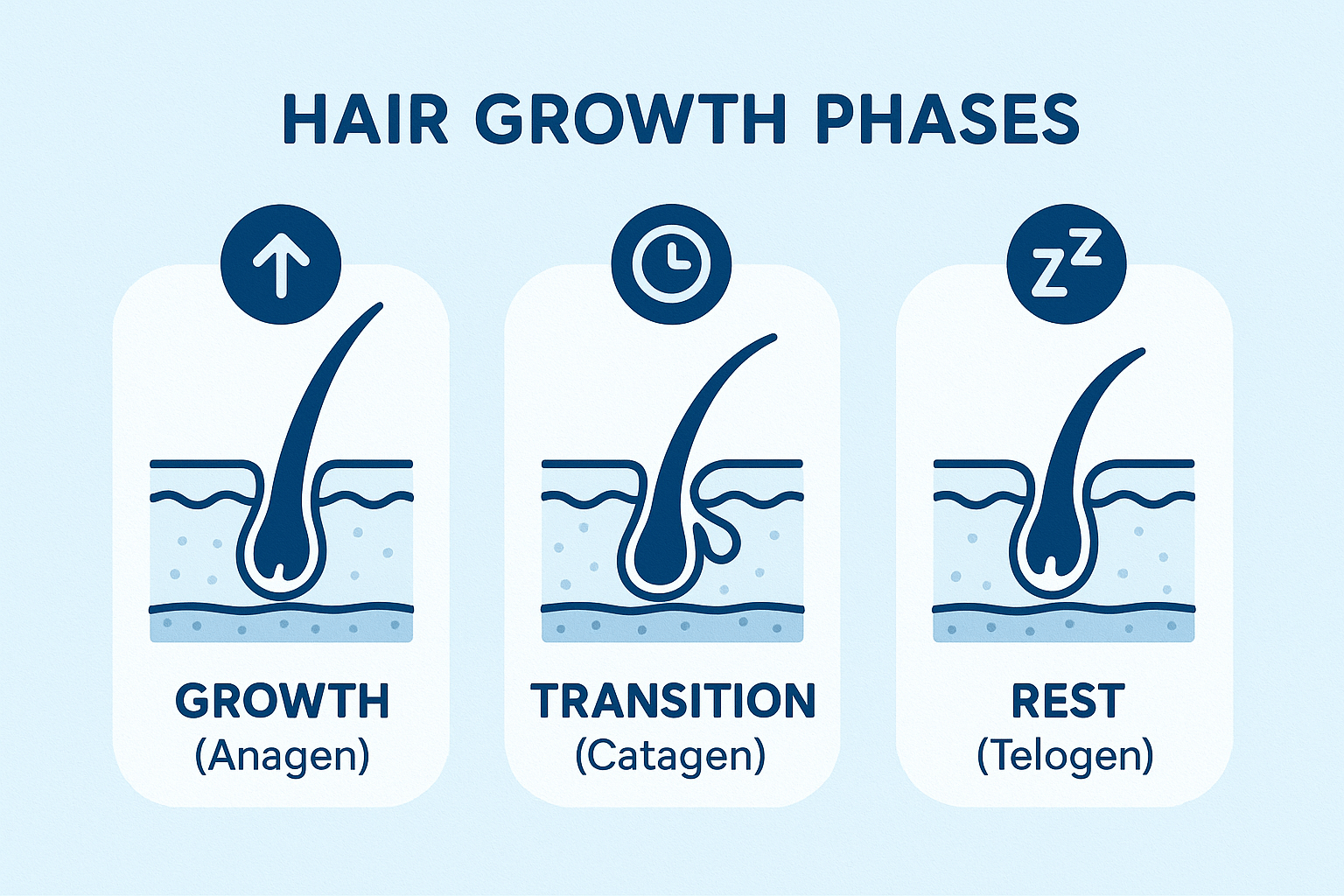 understand beard growth phases in men