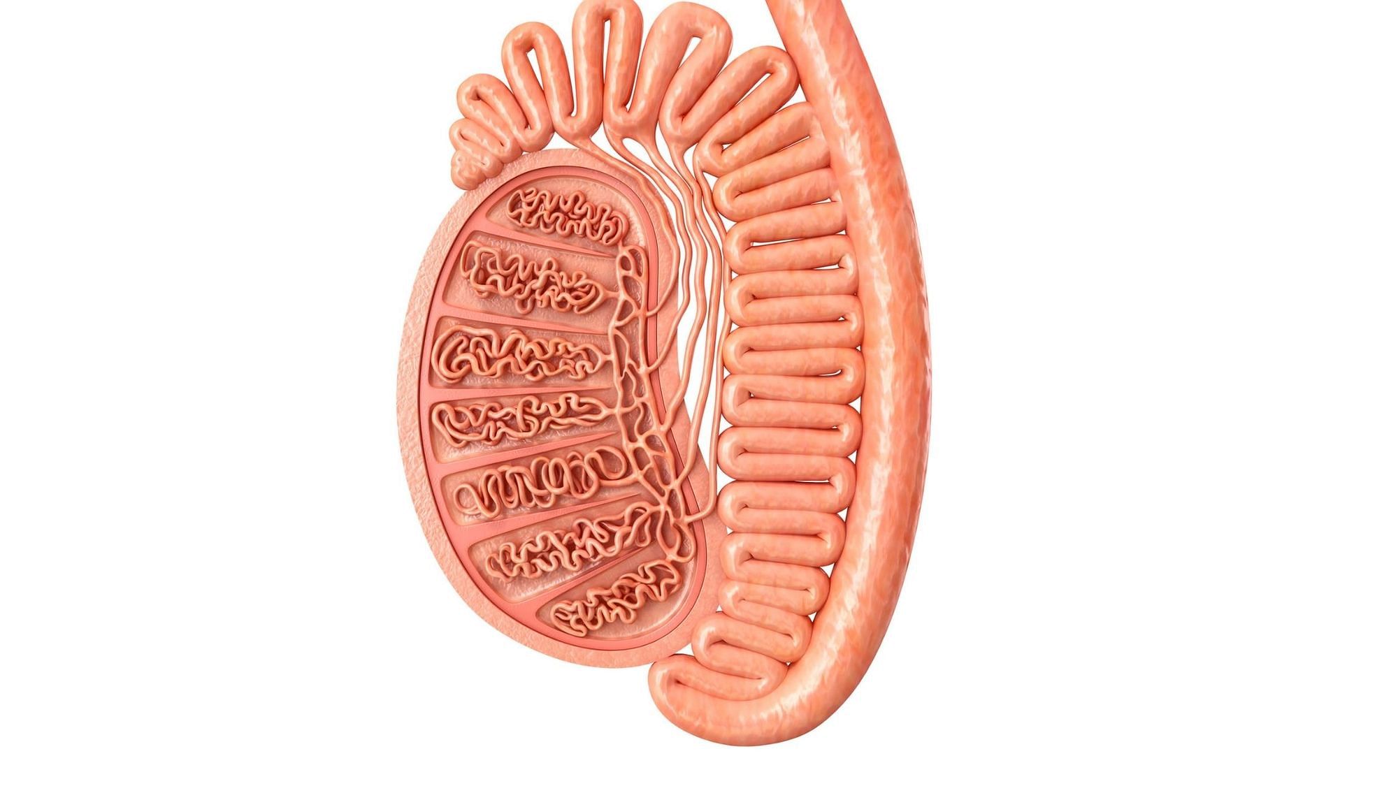 How to Increase Testicle Size: Tips & Techniques Backed By Studies