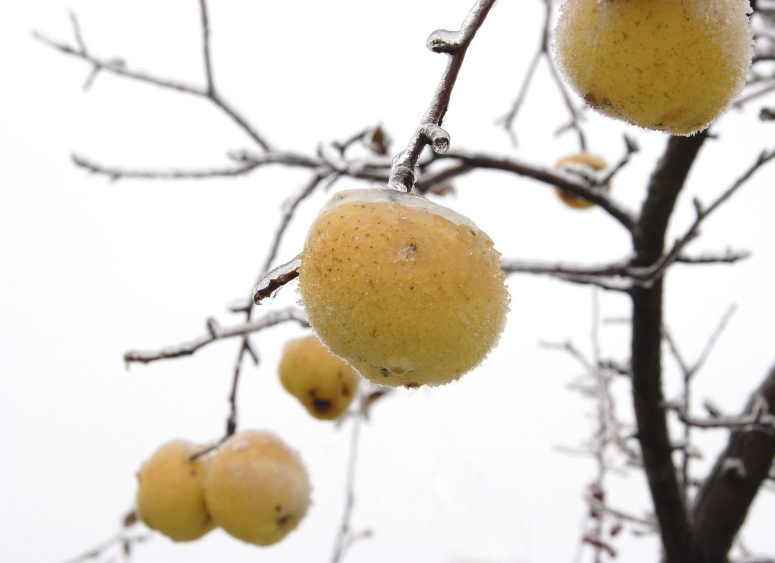 Ice Apple (Nungu): Calories, Benefits, Side Effects, Recipe & More