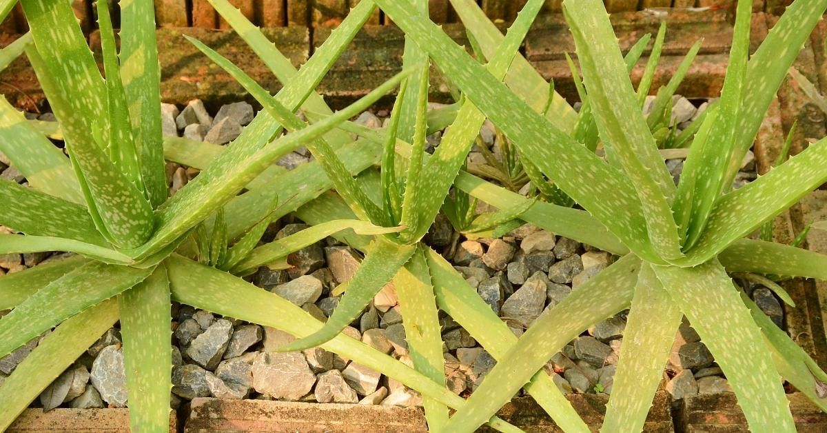 Aloe Vera Ke Fayde in Hindi | एलोवेरा के फायदे, नुकसान व औषधीय गुण