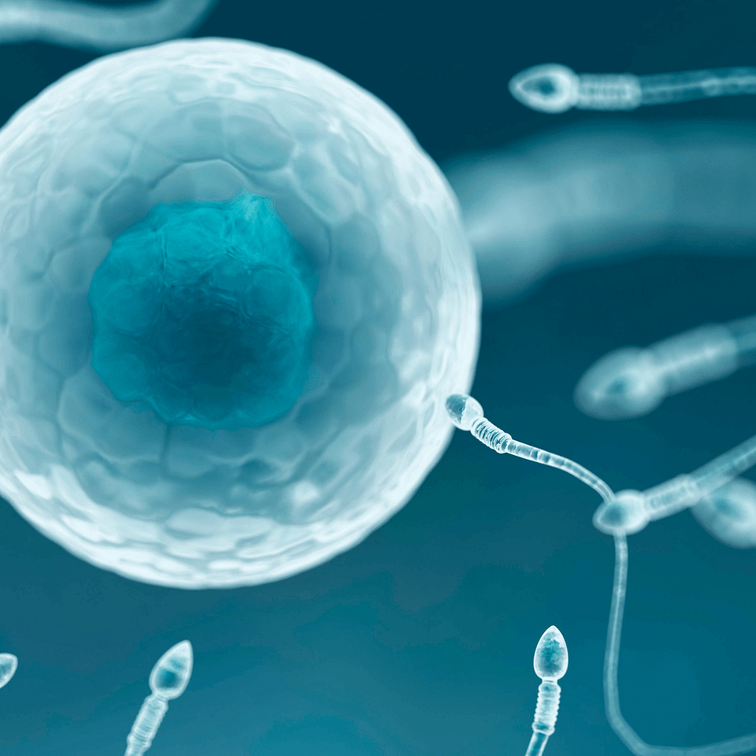 Stages of Spermatogenesis